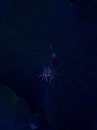 Close-up of blue light trails at night