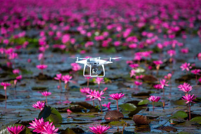 Drones that fly to see the wonders of the red lotus sea, one of the most beautiful in thailand.