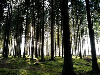 View of trees in the forest