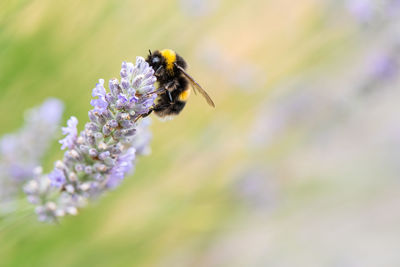 Bumblebee on lavender shallow focus