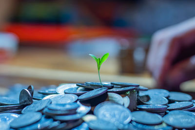 Close-up of plant on coins with hand in background over table