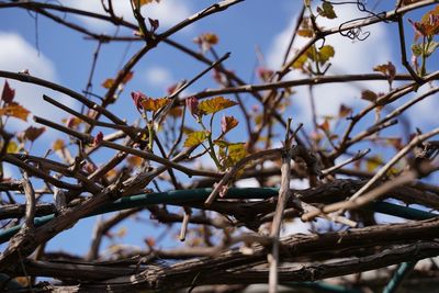 Low angle view of plant against sky