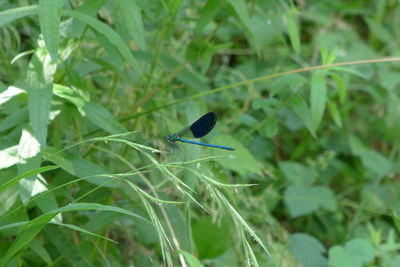 Close-up of insect on plant