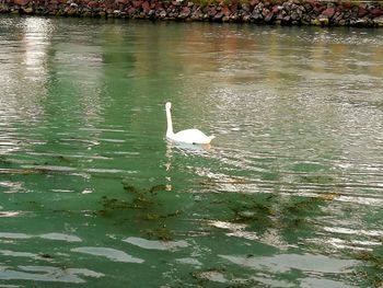 Swan swimming in lake