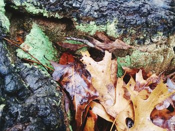 Close-up of tree trunk