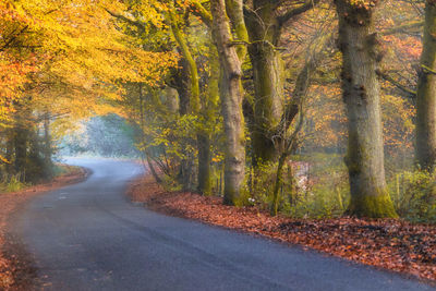 Road amidst trees in forest during autumn