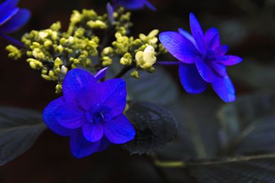 Close-up of purple flowers blooming outdoors