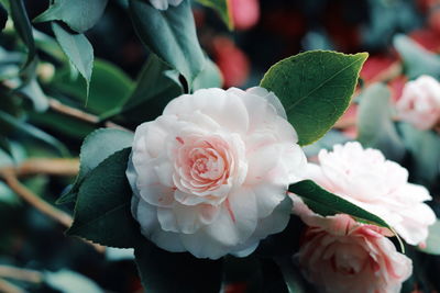 Close-up of rose bouquet