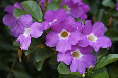 Close-up of purple flowering plants