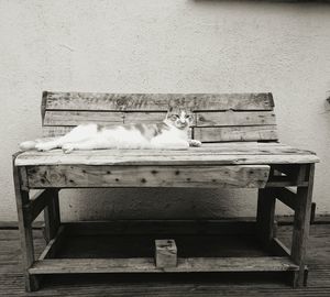 Close-up of cat on wood