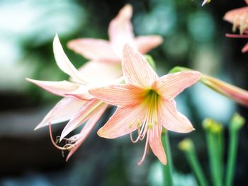 Close-up of flowering plant