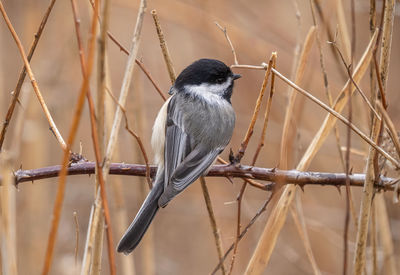 Black capped chickadee sings while perched on a thornbush