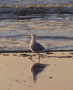 Bird on beach