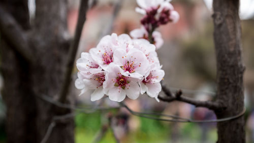 Close-up of pink flowers