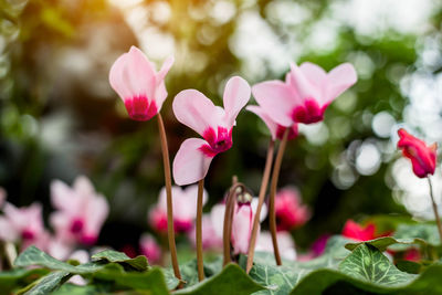 Close-up of pink flowering plants