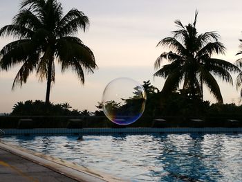 Reflection of palm trees in swimming pool