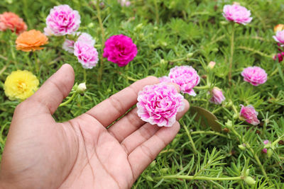 Close-up of hand holding pink roses