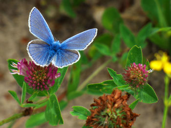 Close-up of butterfly on purple flowering plant