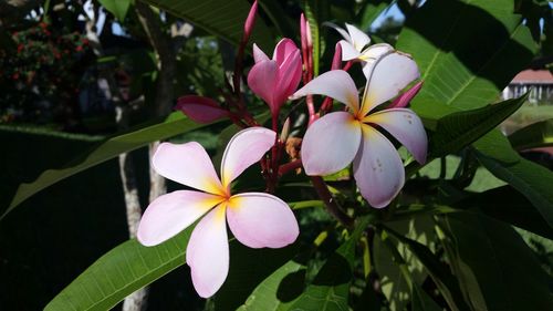 Close-up of flowers