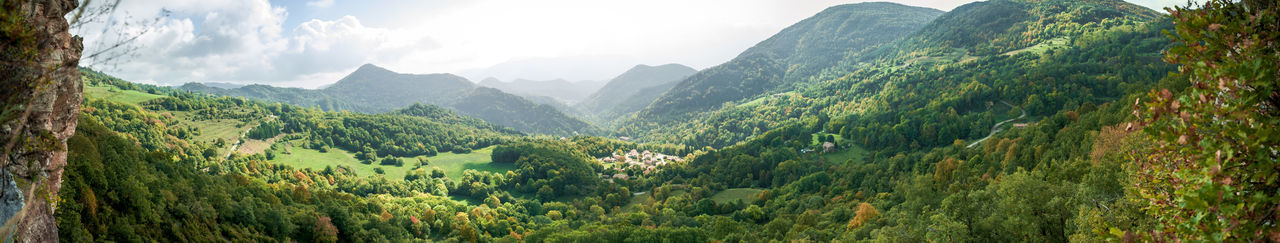 Panoramic view of a forest