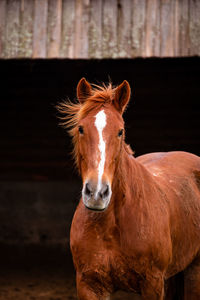 Horses on pasture, in the heard together, happy animals, portugal lusitanos