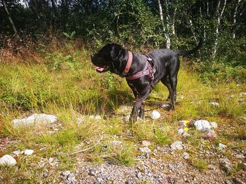 Dog on grass
