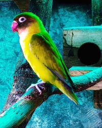 Close-up of parrot perching on wood