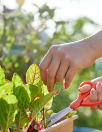 Cropped hand of woman cutting the vegetable leaf 