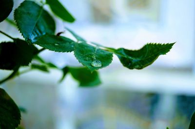 Close-up of raindrops on leaves