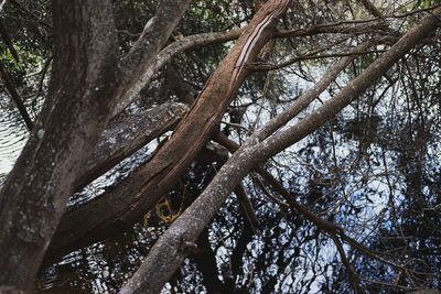 Low angle view of tree trunks in forest