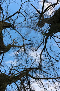 Low angle view of bare tree against sky