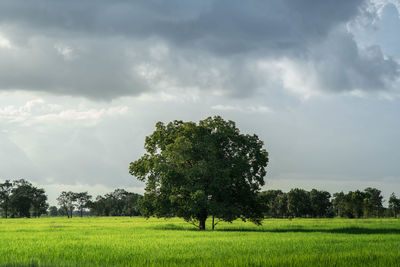 Scenic view of field against sky