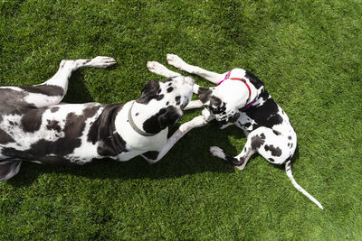 High angle view of dogs on grass