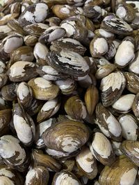 Full frame shot of shells