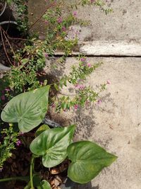 High angle view of flowering plant leaves in yard