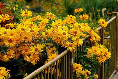 Close-up of yellow flower