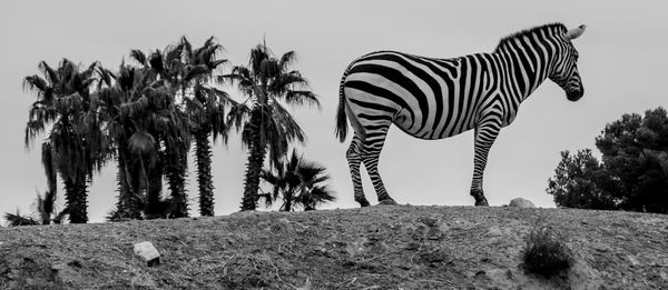 Low angle view of zebra standing against sky