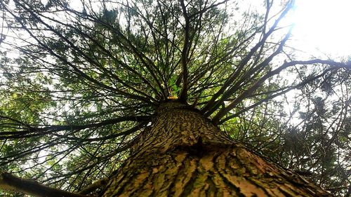 Low angle view of trees against sky