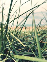 Close-up of grass growing in field