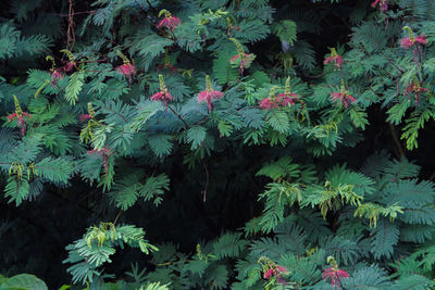 Close-up of pink flowering plants