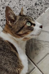 Close-up of a cat looking away