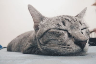 Close-up of cat sleeping