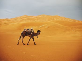Camel on desert against sky
