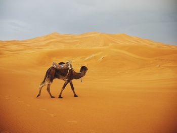 Full length of woman standing on landscape