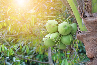 Close-up of fruits growing on plant in field