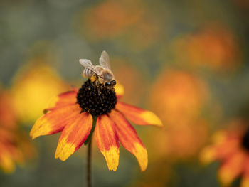 Close-up of orange flower