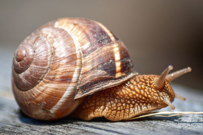 Close-up of snail