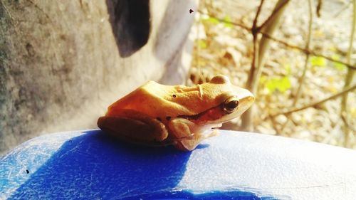 Close-up of lizard on man