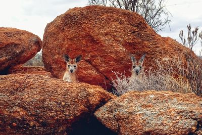 View of sheep and rocks