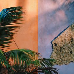 Low angle view of palm trees against sky